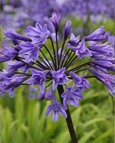 AGAPANTHUS AGAPANTHUS BLACK BUDDHIST 25 kusov